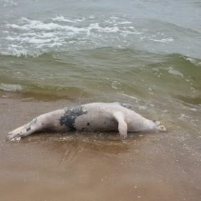 Martwa foka na plaży
