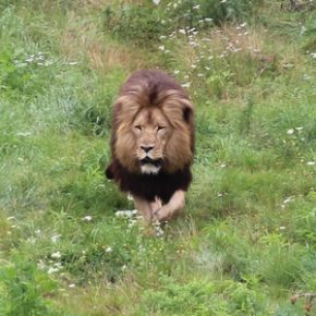 Dzień Lwa w ZOO