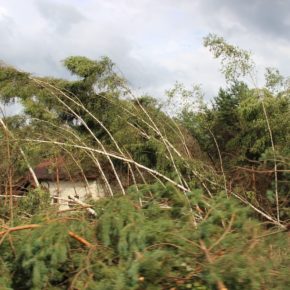 Po katastrofalnej wichurze drzewa wciąż stoją pochylone - 18.08.2017 r.