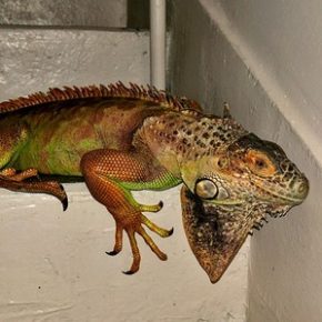 Porzucony legwan