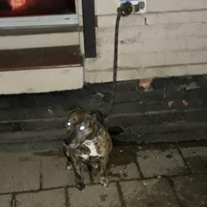 Zziębnięty, zostawiony przed sklepem