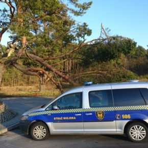 Uszkodzona gałąź nad parkingiem