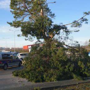 Uszkodzona gałąź nad parkingiem