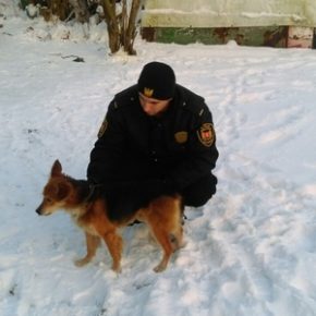 Pies przeszkodą w przeprowadzce