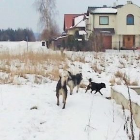 Czworonożni agresorzy