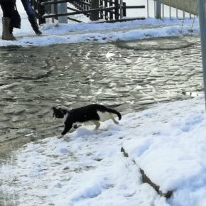 Kot uwięziony na zamarzniętym Kanale Raduni - Gdańsk, 3 marca 2018 r.