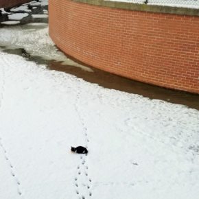 Kot uwięziony na zamarzniętym Kanale Raduni - Gdańsk, 3 marca 2018 r.