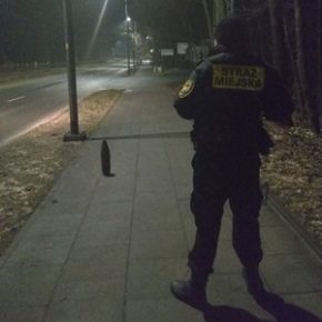 Niewybuch na chodniku