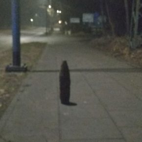 Niewybuch na chodniku - Gdańsk, ul. Nowotna, 12.03.2018 r.