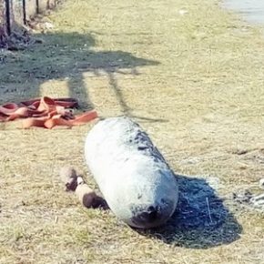 Niewybuchy w Martwej Wiśle