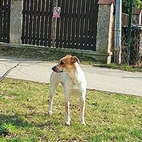 Bez opieki biegał po ulicy
