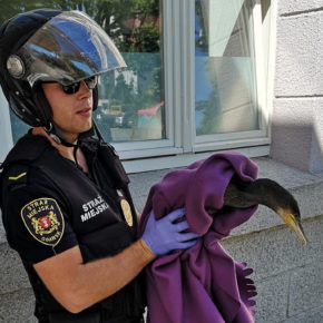 Przychodzi kormoran do lekarza…