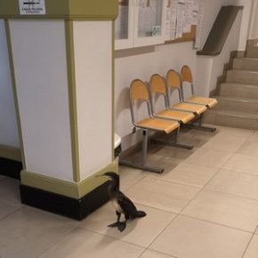 Przychodzi kormoran do lekarza…