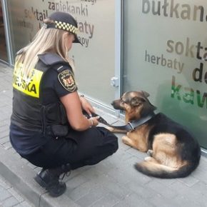 On kogoś szukał, ktoś szuka jego?