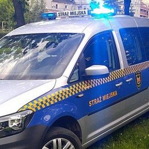 Nieprzytomny w zagajniku