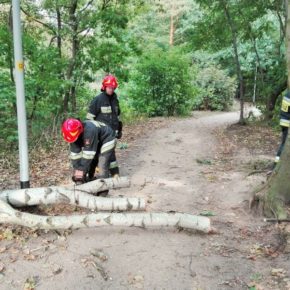 Złamana brzoza przy Pustym Stawie - ulica Nowotna w Gdańsku, 12 września 2018 r.