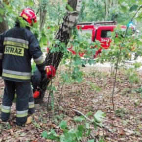 Złamana brzoza przy Pustym Stawie - ulica Nowotna w Gdańsku, 12 września 2018 r.