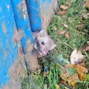 Fretka uwięziona w ogrodzeniu