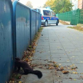 Fretka uwięziona pomiędzy barierkami przy ulicy Sobieskiego w Gdańsku, 14 październik 2018 r.