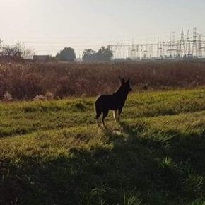 Odwieziony do schroniska